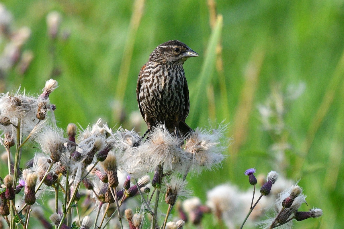 Red-winged Blackbird - ML621728975