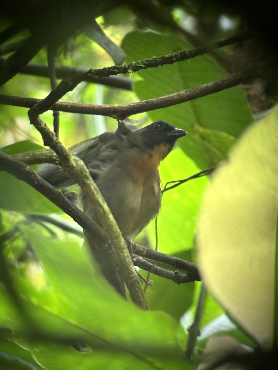 Black-cheeked Ant-Tanager - ML621728978