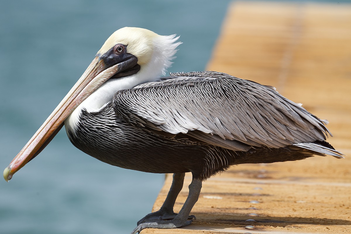 Brown Pelican - ML621729004