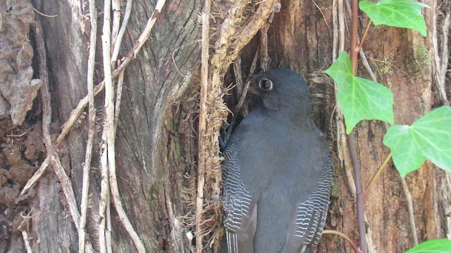 Surucua Trogon - ML621729005