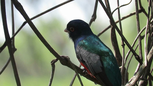 Trogon surucua - ML621729011