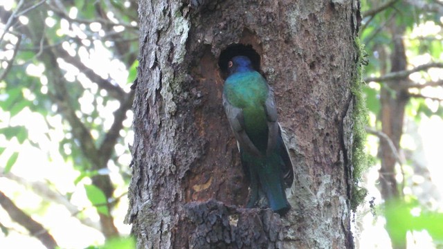 Surucua Trogon - ML621729023