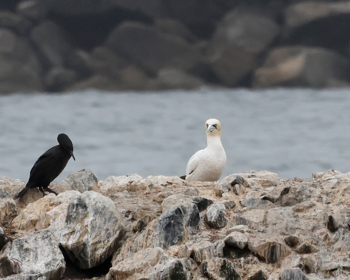 Northern Gannet - ML621729028