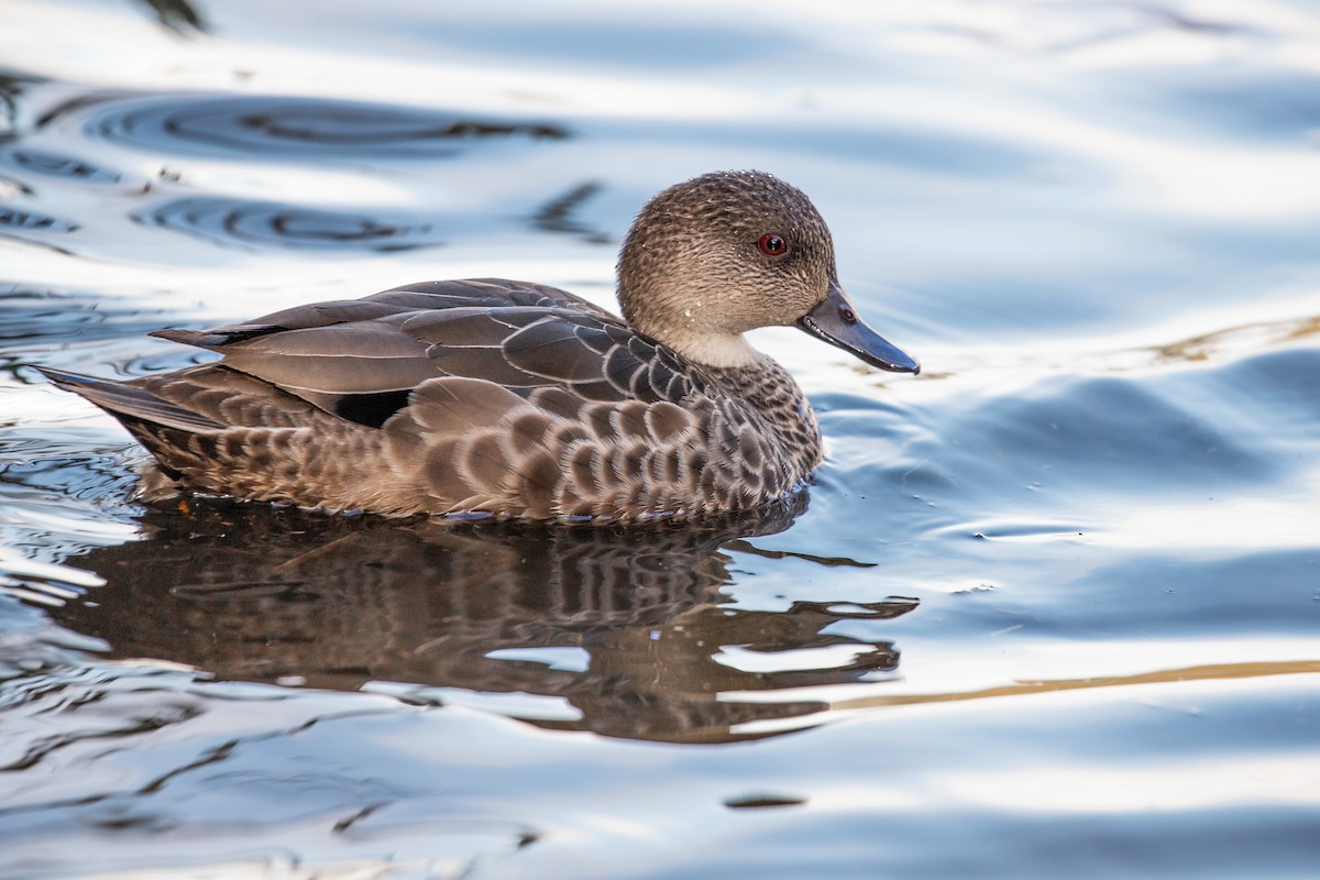 Gray Teal - ML621729040