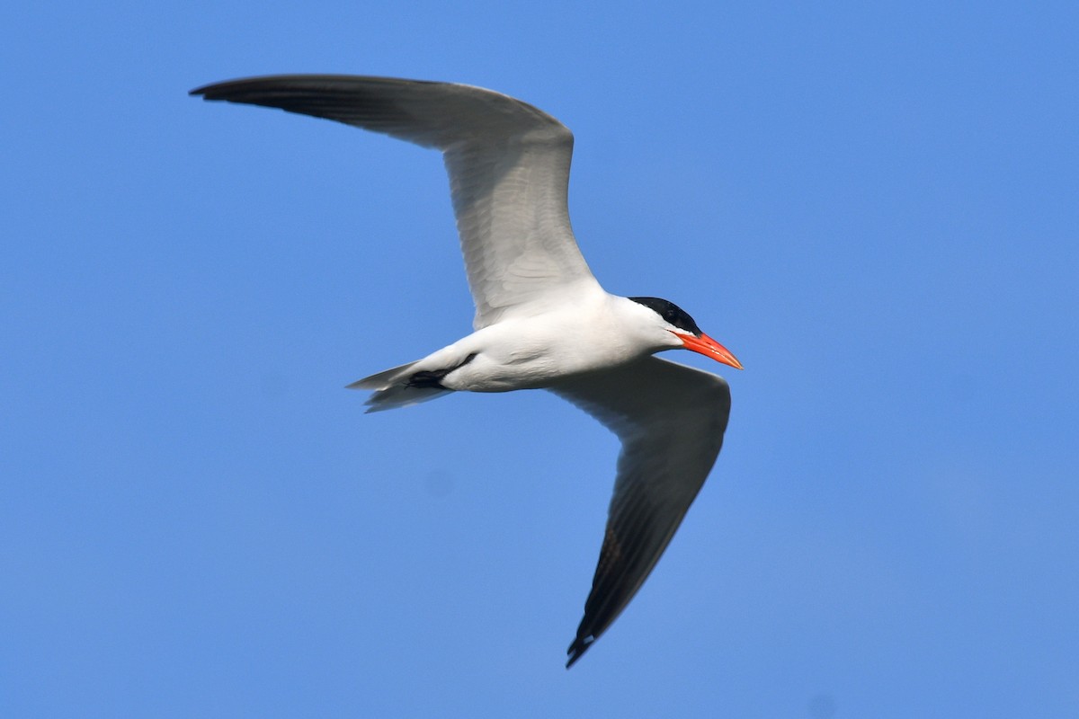 Caspian Tern - ML621729049