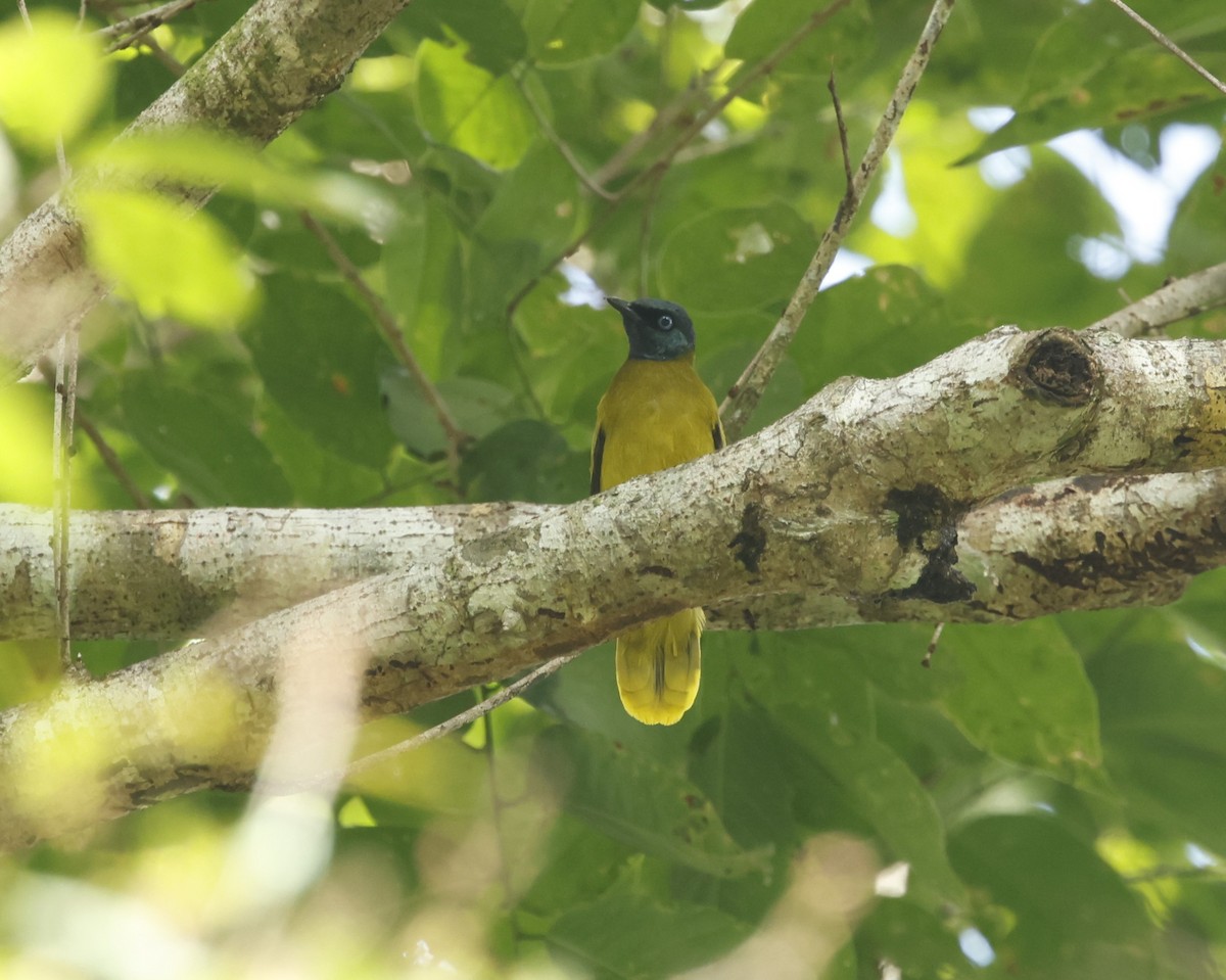 Bulbul Cabecinegro - ML621729082