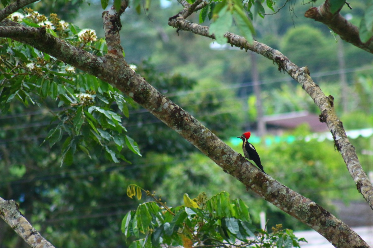 Lineated Woodpecker - ML621729086