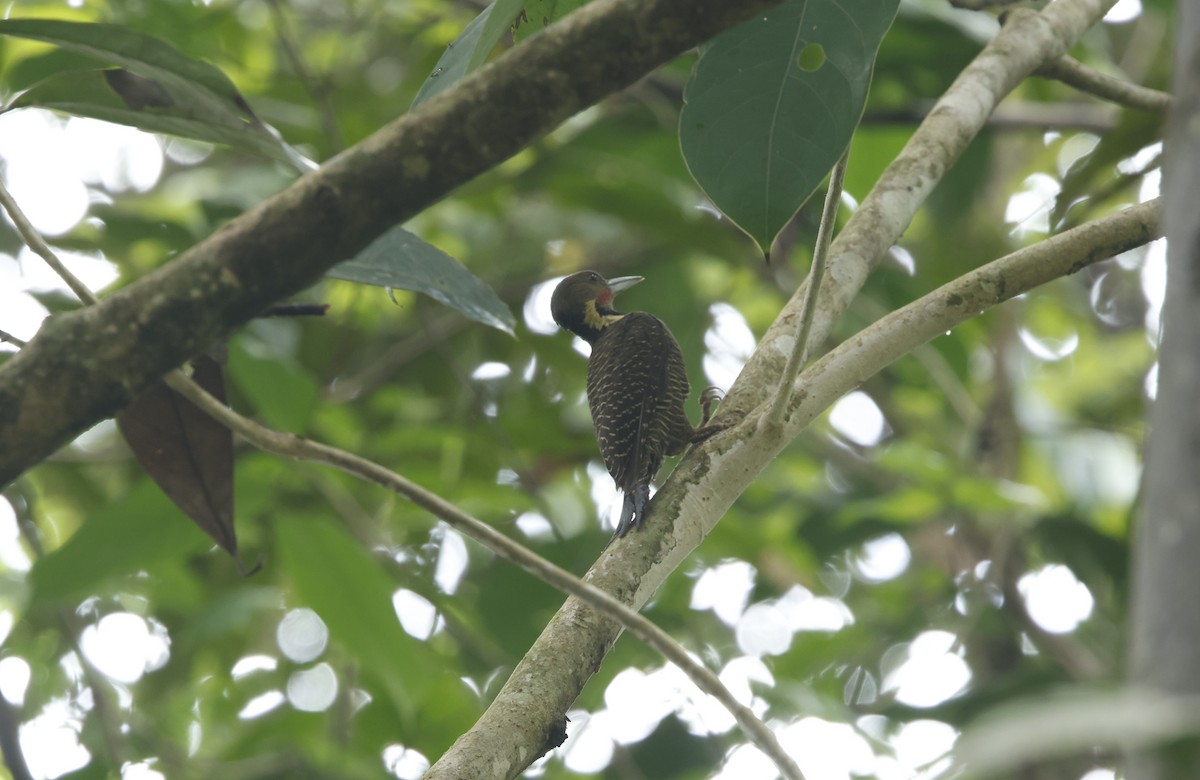 Buff-necked Woodpecker - Donald Wellmann