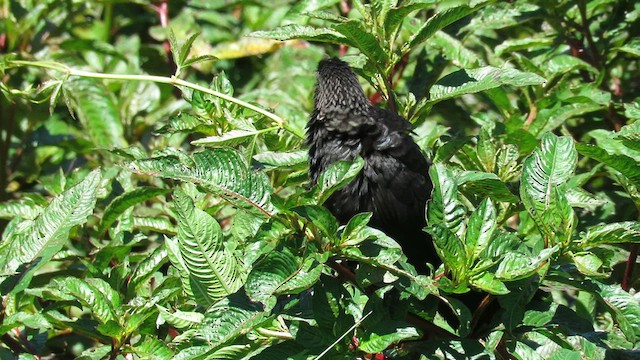 Smooth-billed Ani - ML621729111