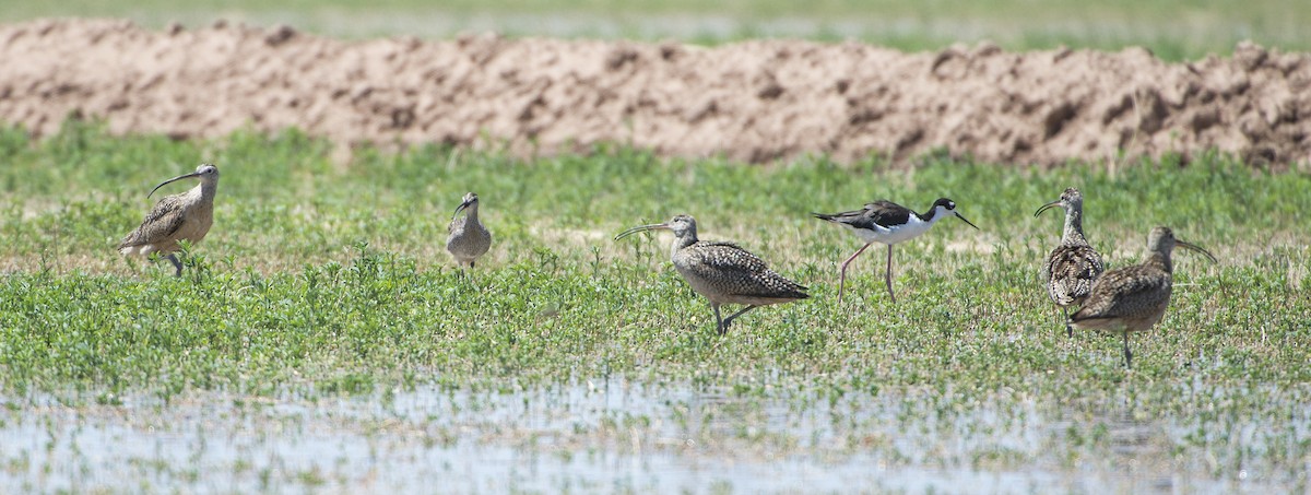 Long-billed Curlew - ML621729121