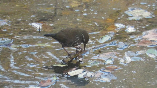 Sharp-tailed Streamcreeper - ML621729144