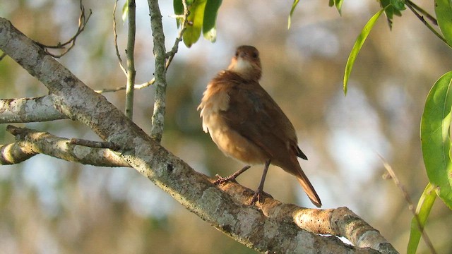 Rufous Hornero - ML621729179