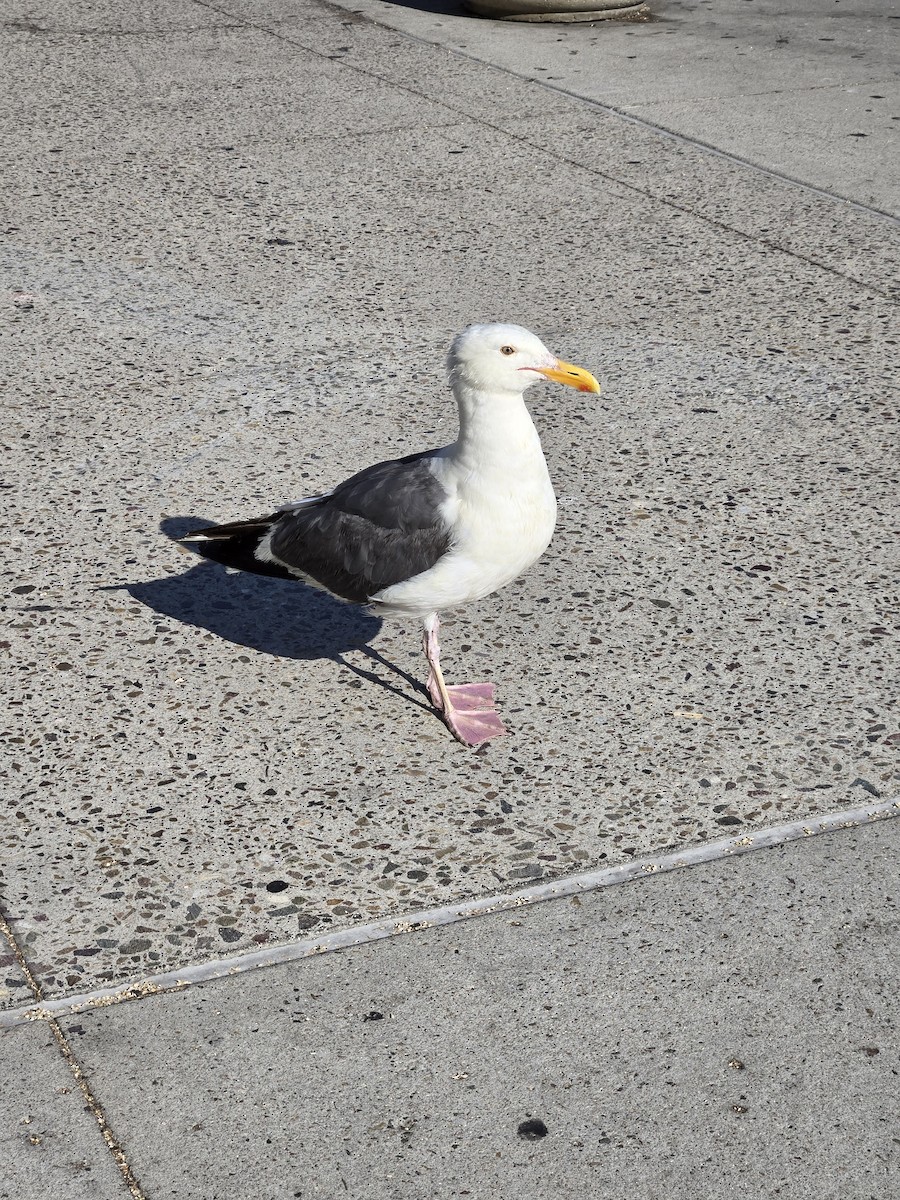 Western Gull - ML621729211
