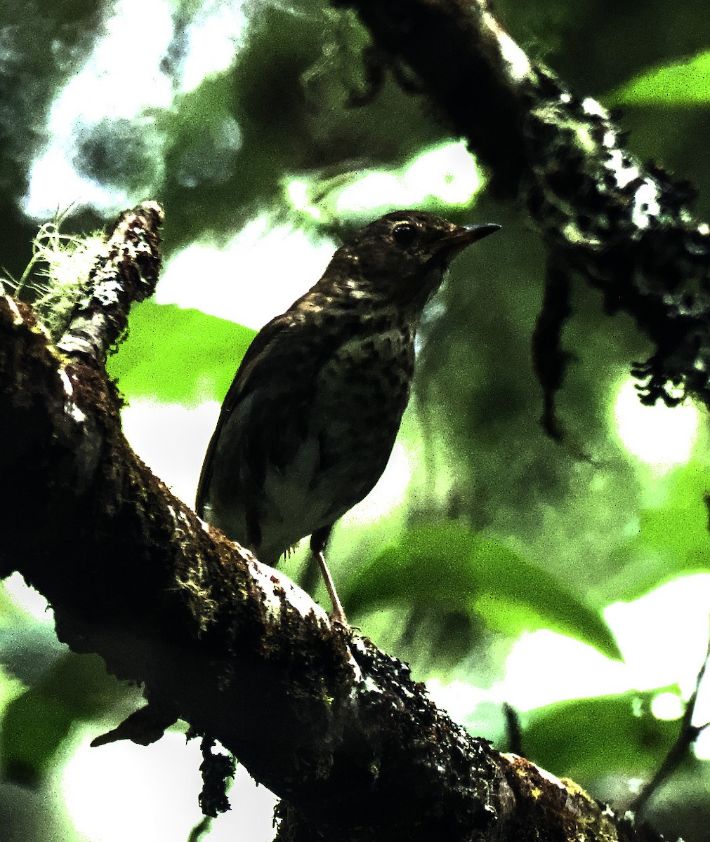 Swainson's Thrush - ML621729223