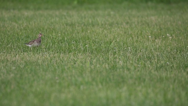 Upland Sandpiper - ML621729291