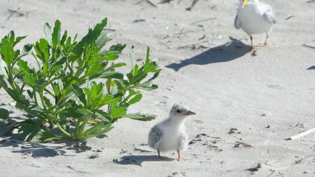 Least Tern - ML621729370