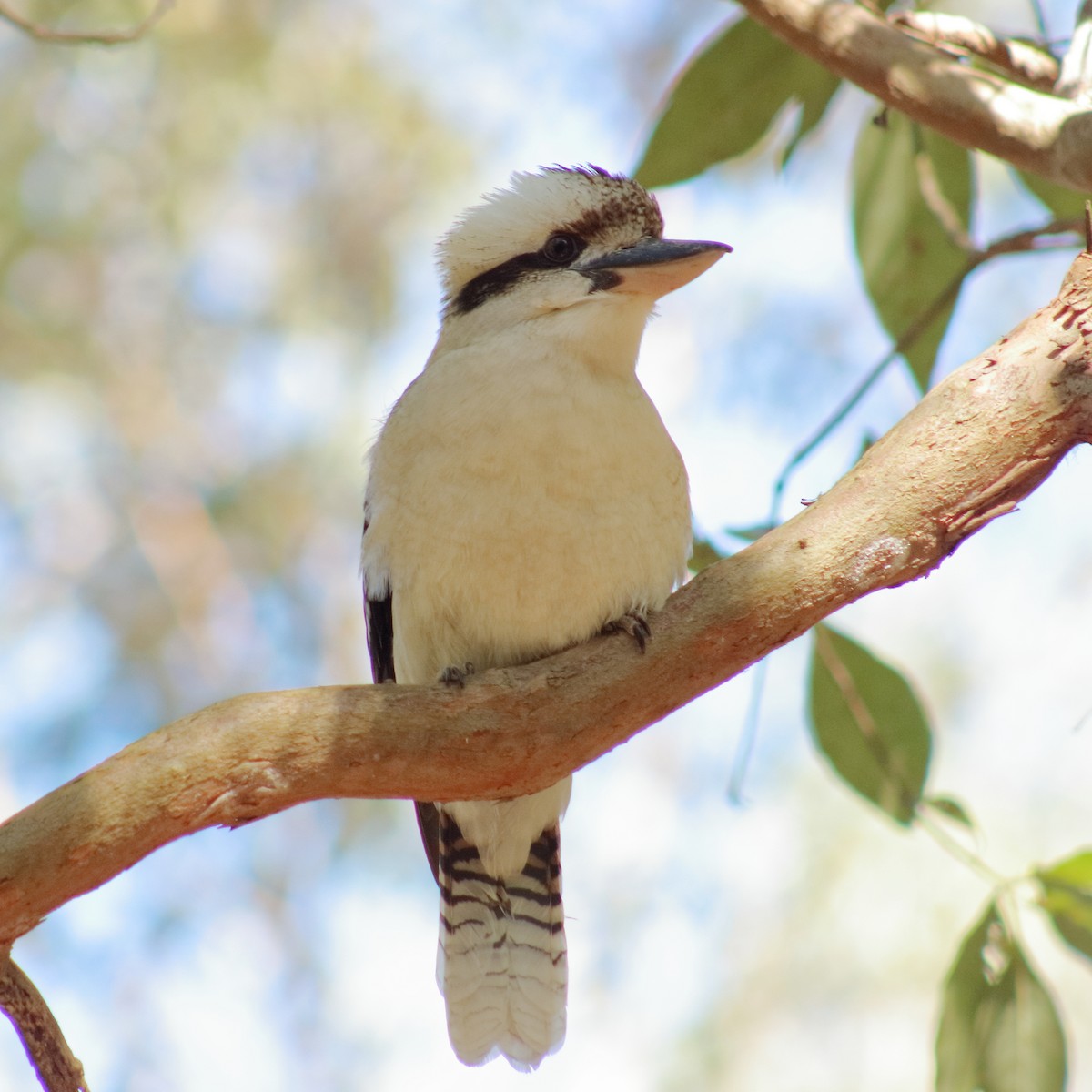 Laughing Kookaburra - ML621729394