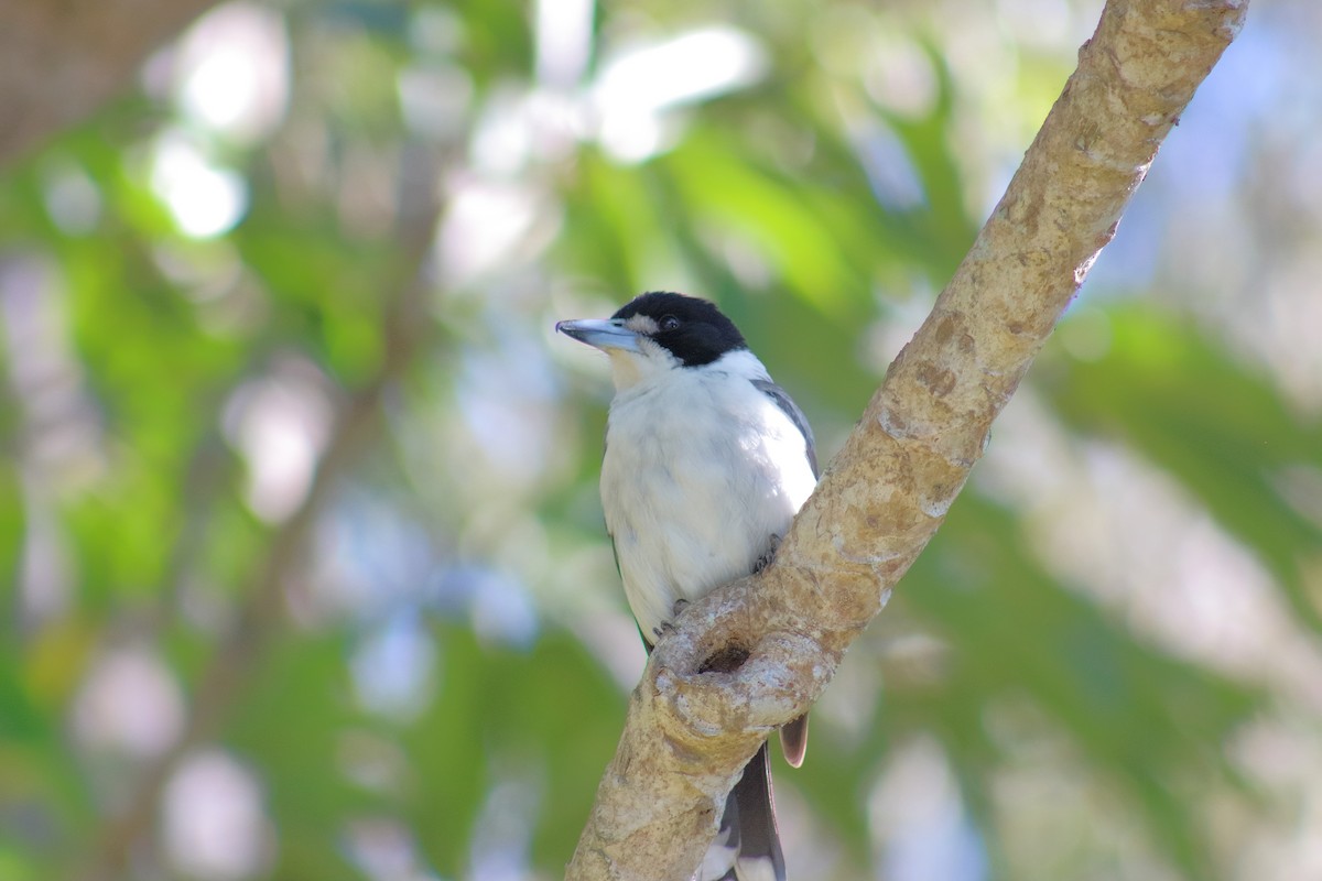 Gray Butcherbird - ML621729395