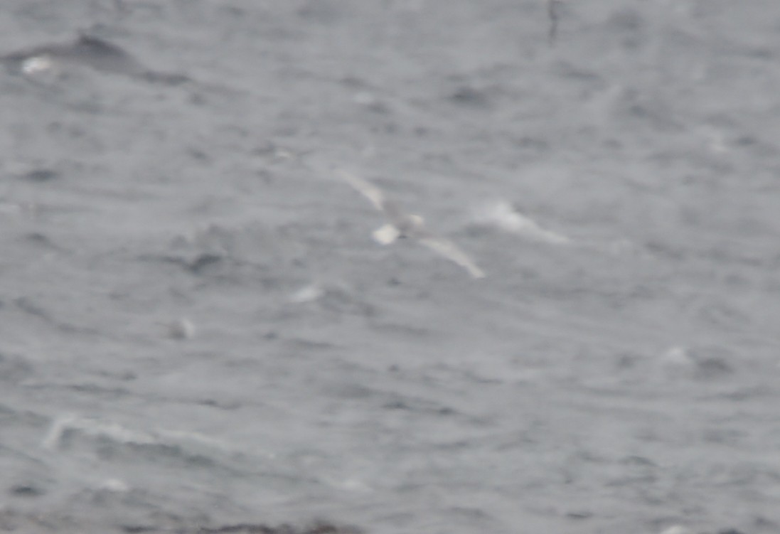 Northern Fulmar - ML621729396