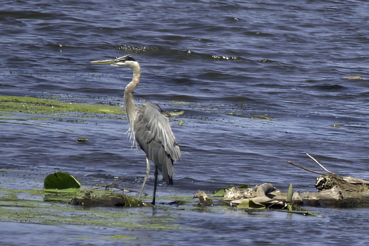 Great Blue Heron - ML621729405