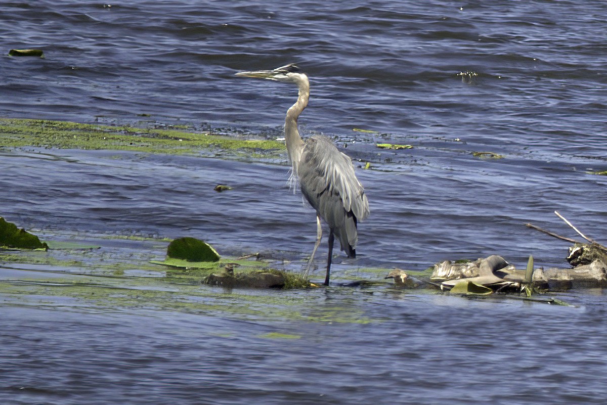 Great Blue Heron - ML621729406