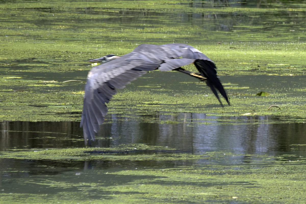 Great Blue Heron - Jim Tonkinson