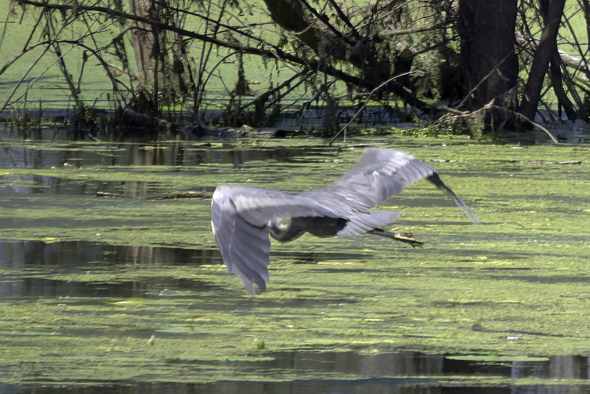 Great Blue Heron - ML621729408