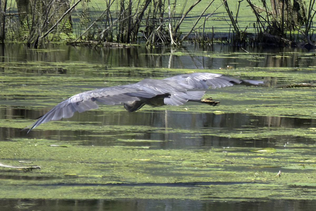 Great Blue Heron - ML621729409