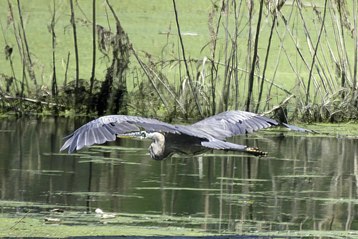 Great Blue Heron - ML621729410