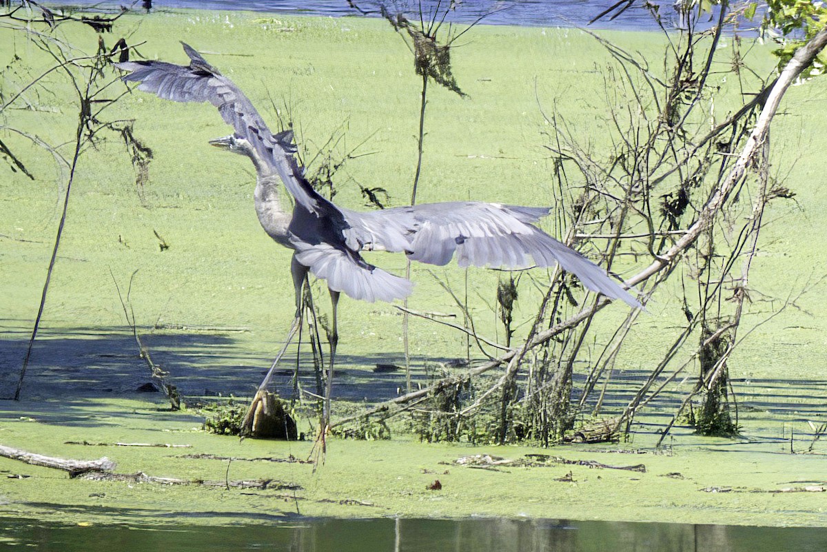 Great Blue Heron - ML621729411