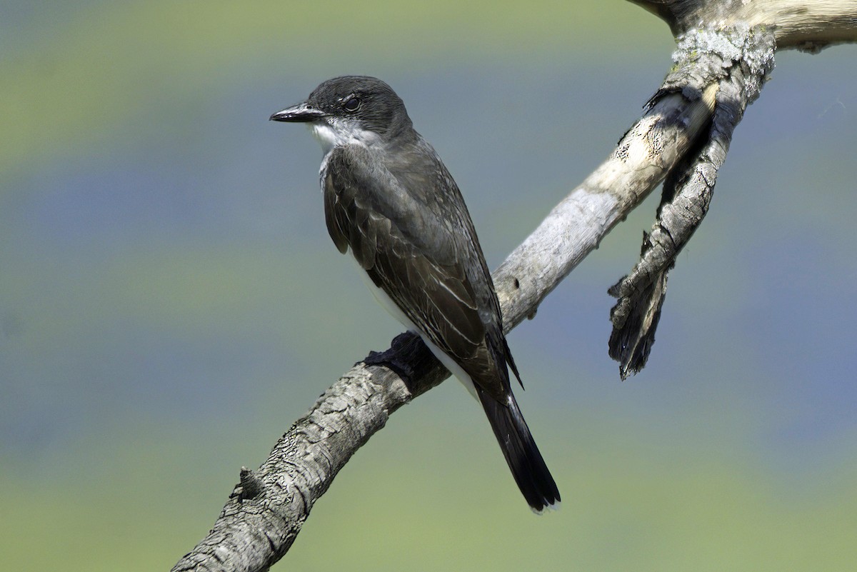 Eastern Kingbird - Jim Tonkinson