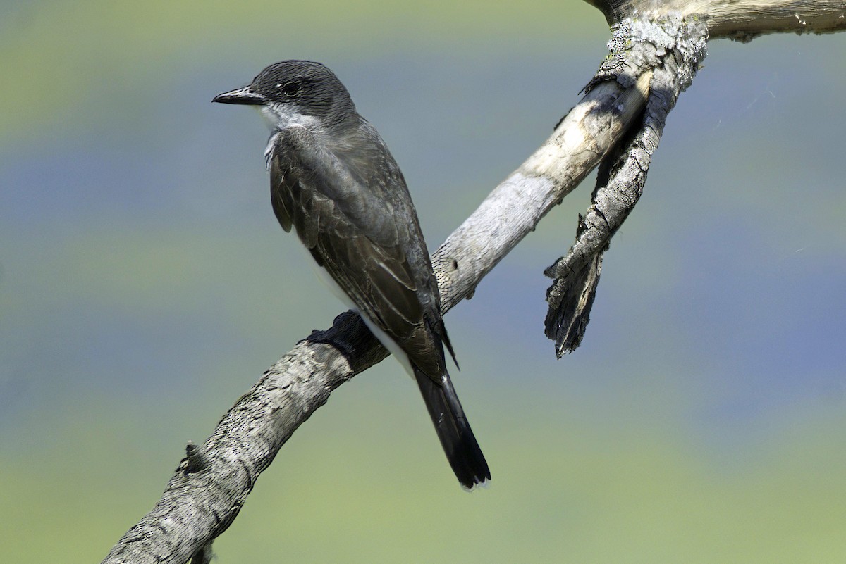 Eastern Kingbird - ML621729418