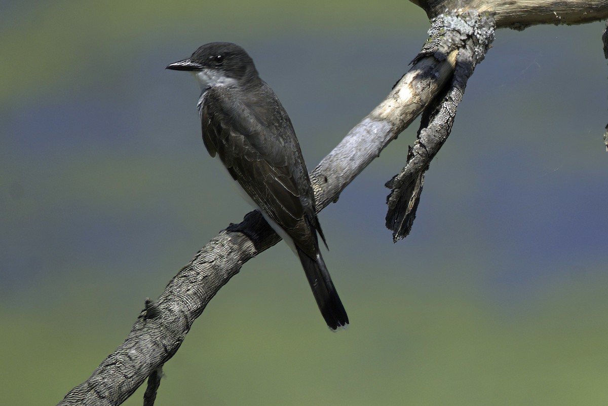 Eastern Kingbird - ML621729420