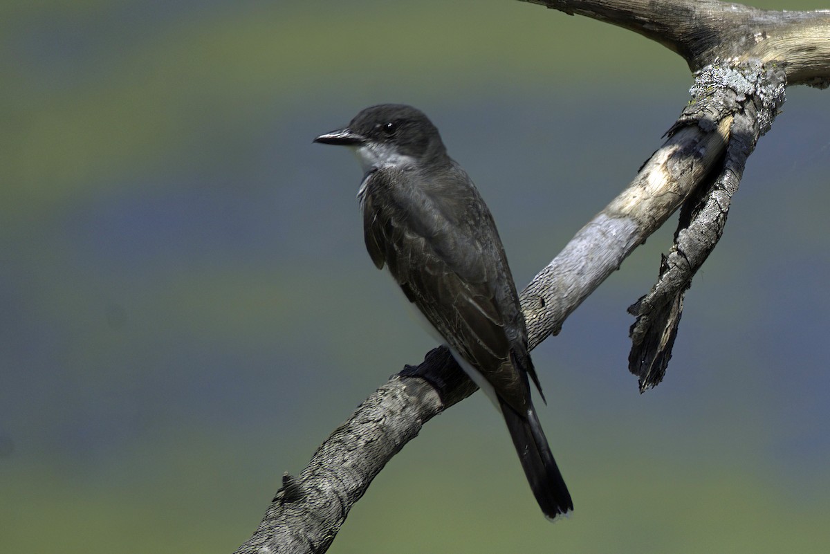 Eastern Kingbird - ML621729421