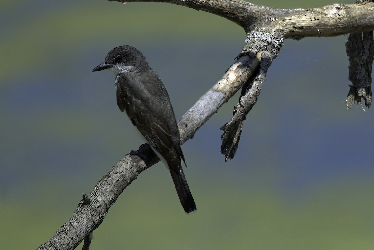 Eastern Kingbird - ML621729422