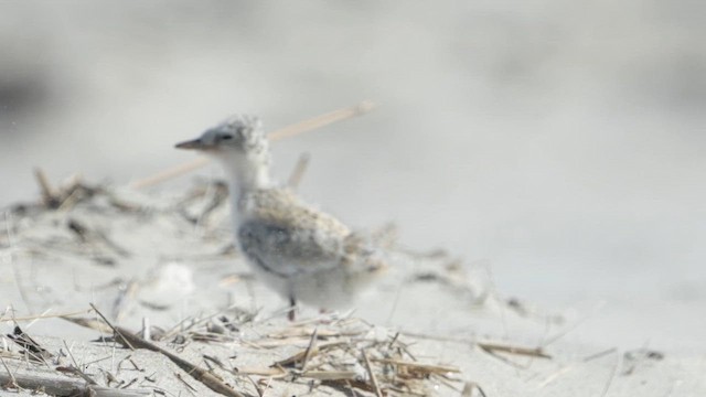 Least Tern - ML621729443