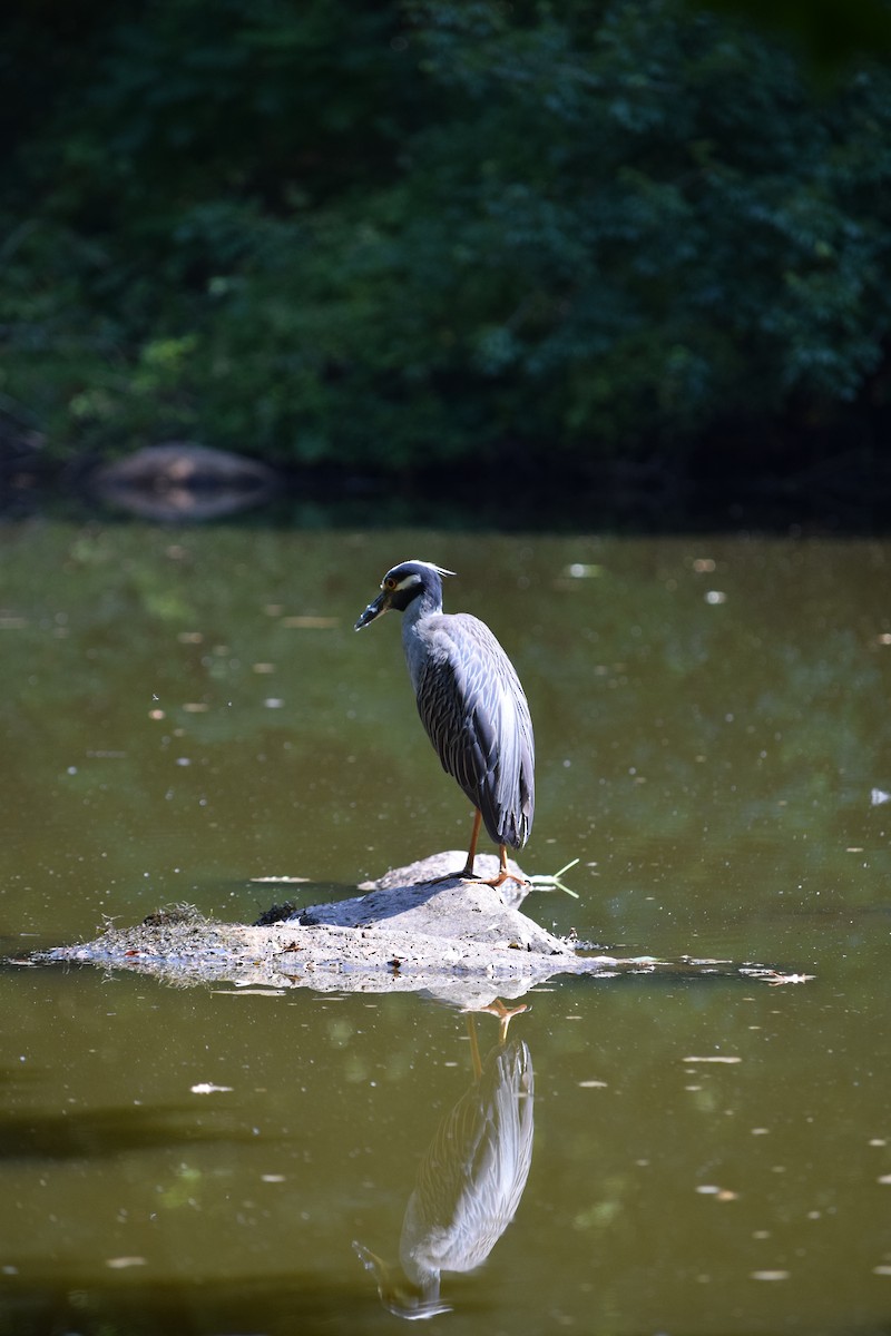 Yellow-crowned Night Heron - ML621729487