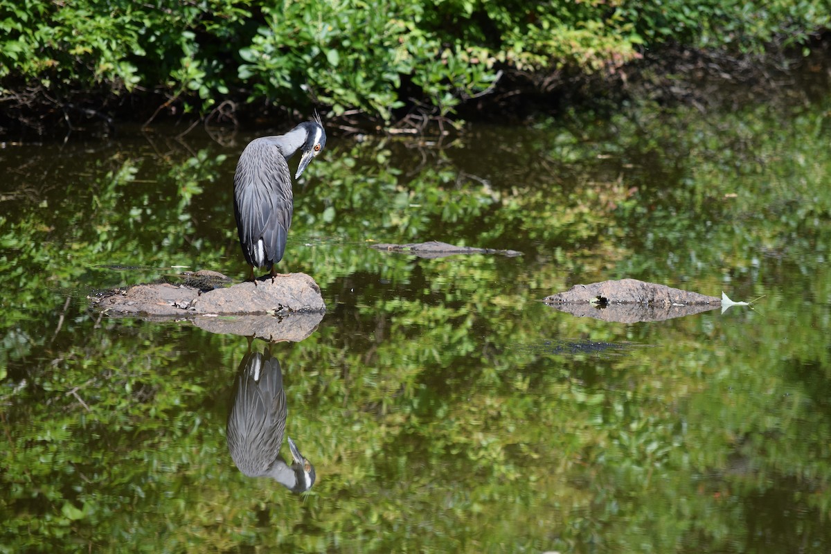 Yellow-crowned Night Heron - ML621729488