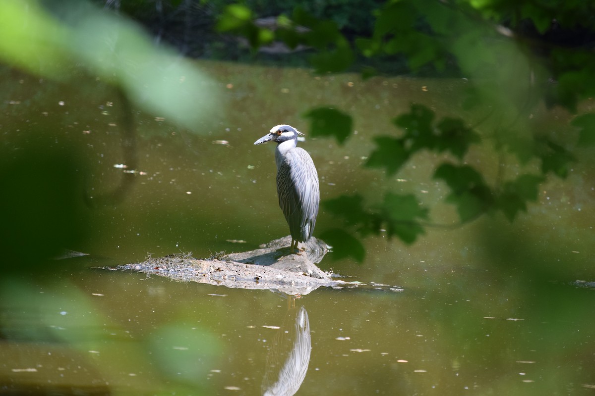 Yellow-crowned Night Heron - ML621729489