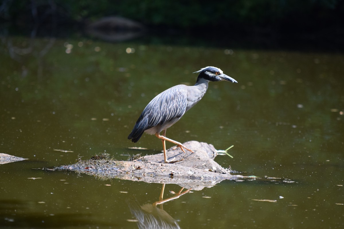 Yellow-crowned Night Heron - ML621729491