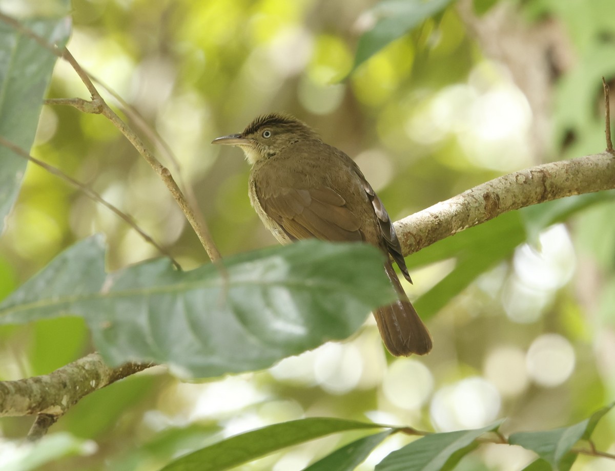 Bulbul de Carlota - ML621729514