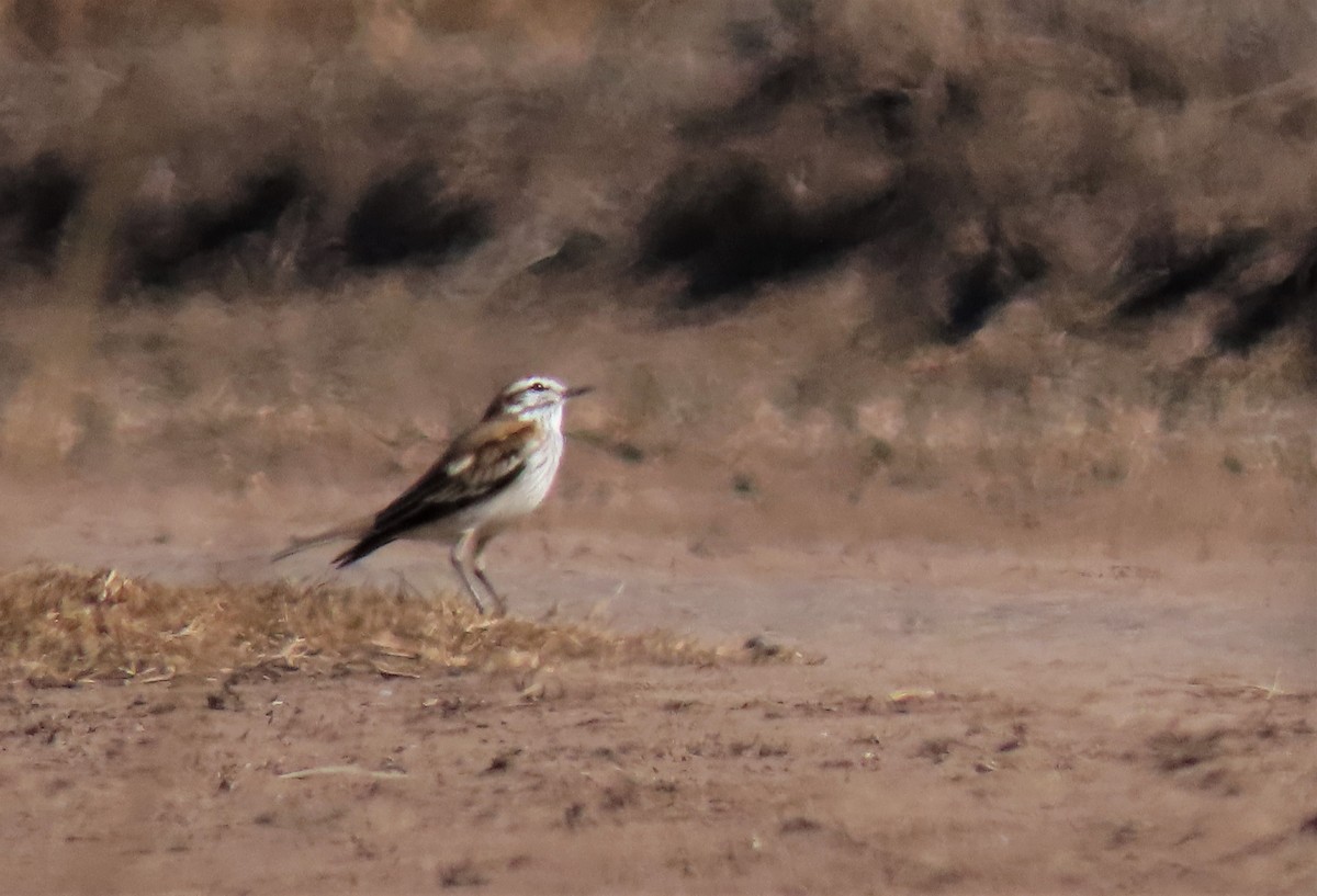 Rusty-backed Monjita - Elizabeth Lorenzo