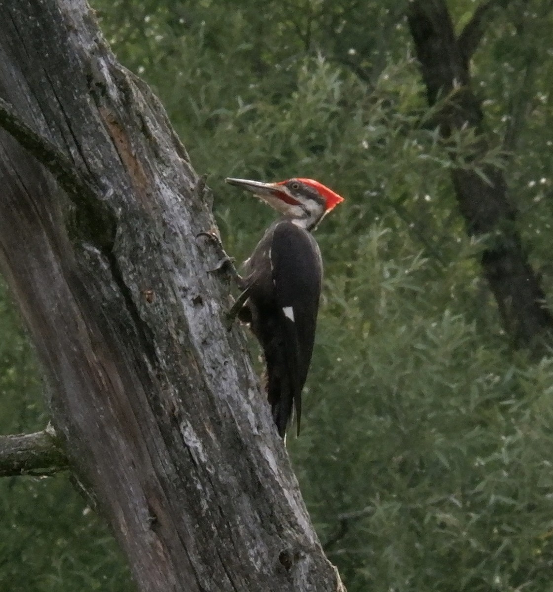 Pileated Woodpecker - ML621729759