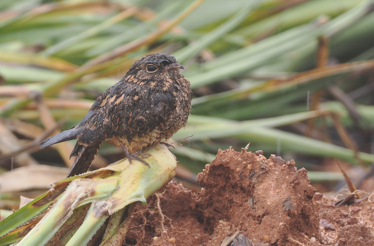 Savanna Nightjar (Sunda) - ML621729761