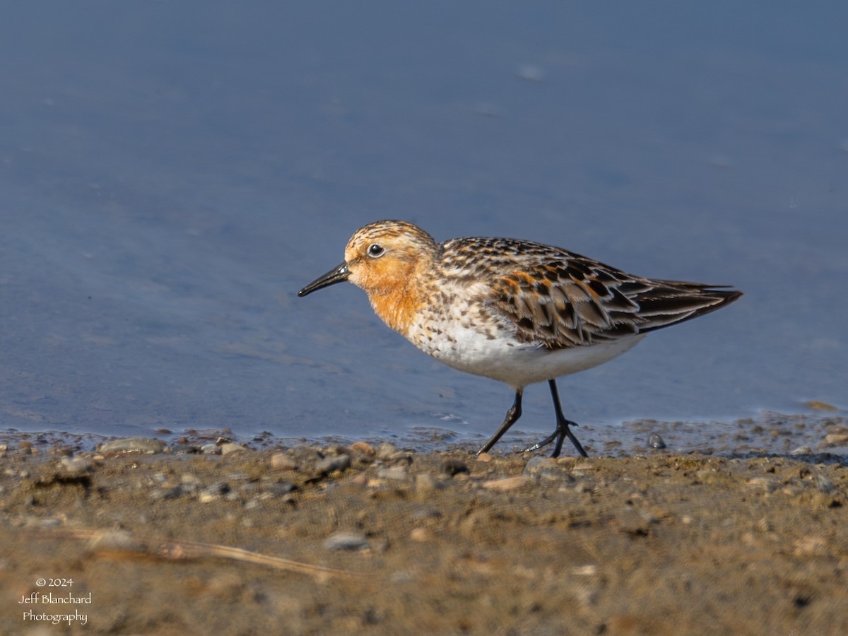 Red-necked Stint - ML621729773