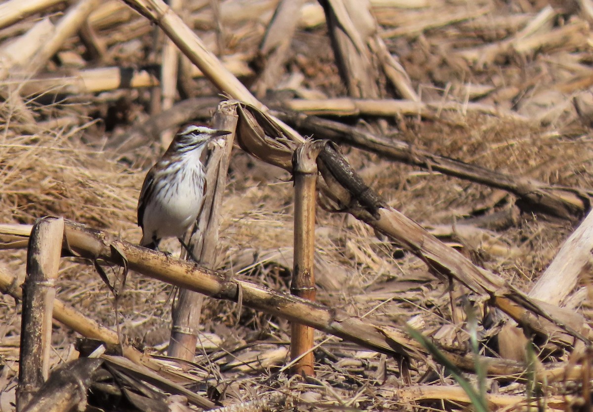 Rusty-backed Monjita - ML621729779