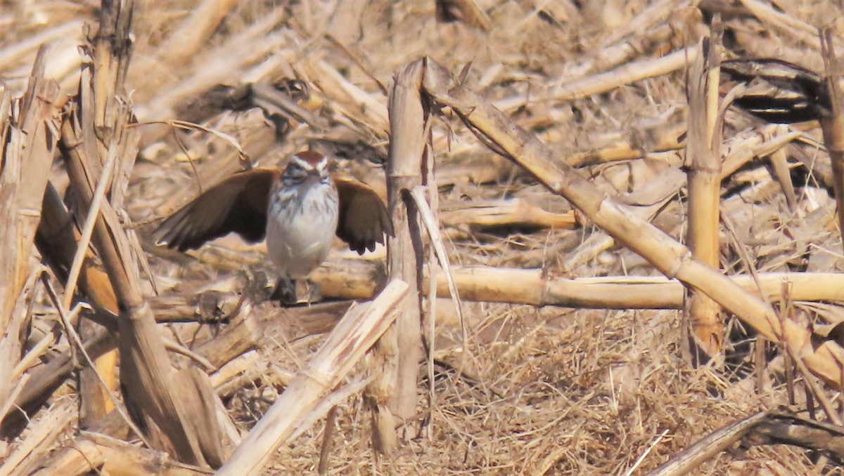 Rusty-backed Monjita - ML621729780