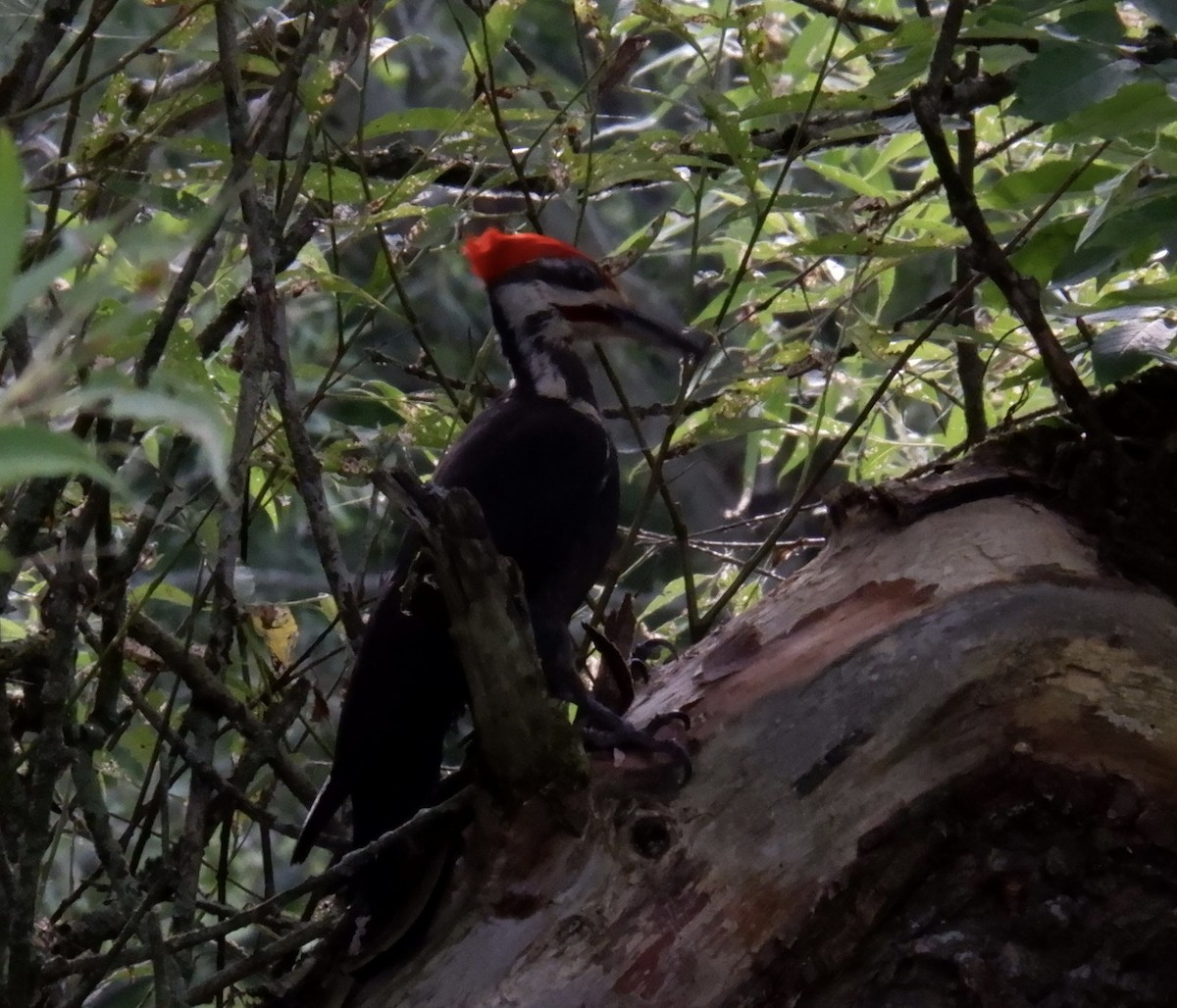 Pileated Woodpecker - ML621729784