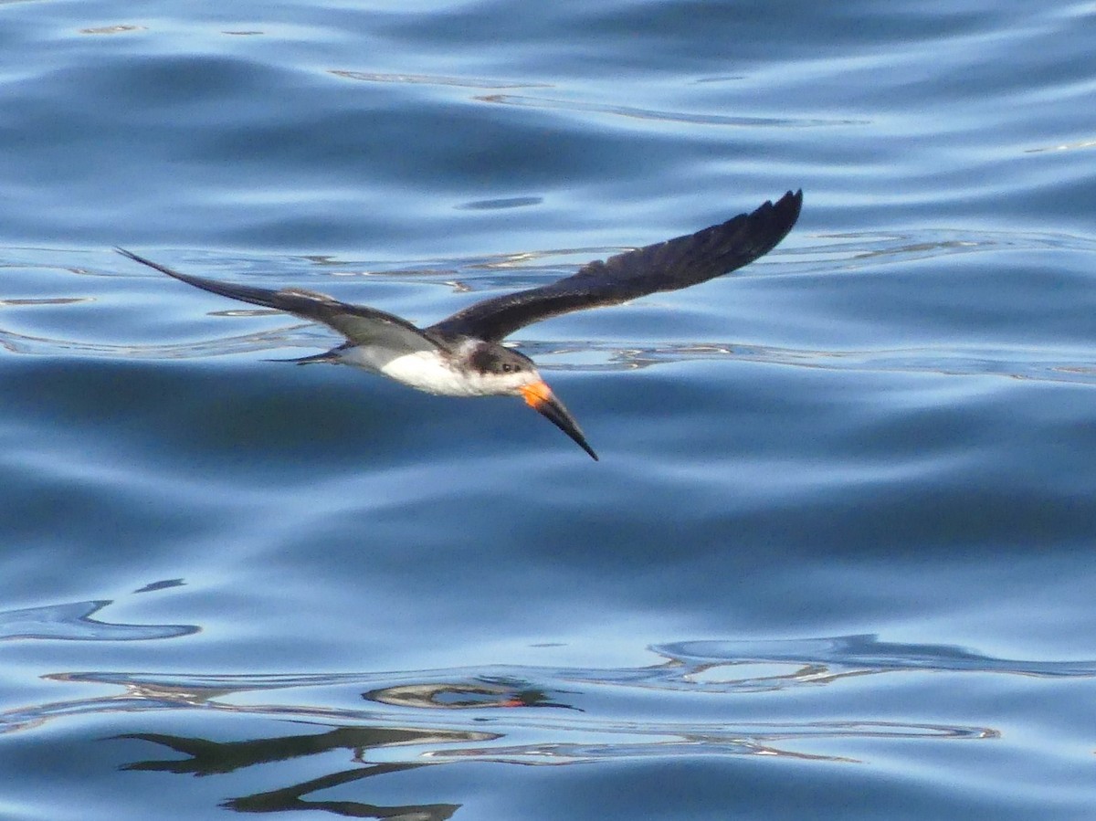 Black Skimmer - ML621729819