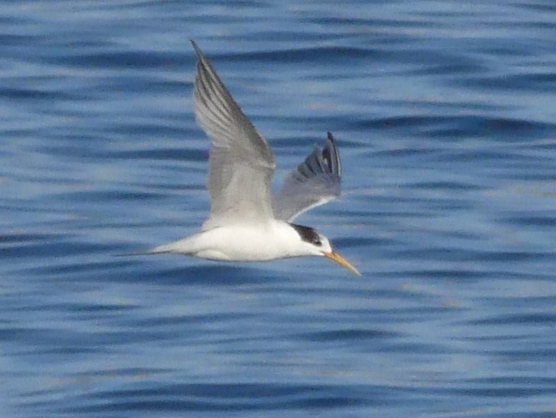 Elegant Tern - ML621729857